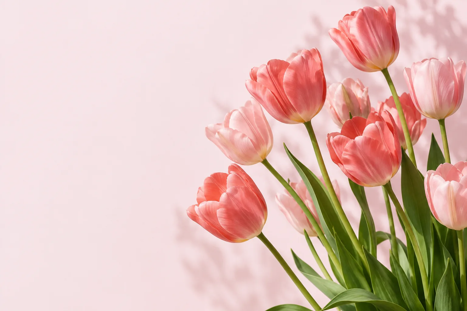 Tulipanes rosas iluminados por la luz del sol